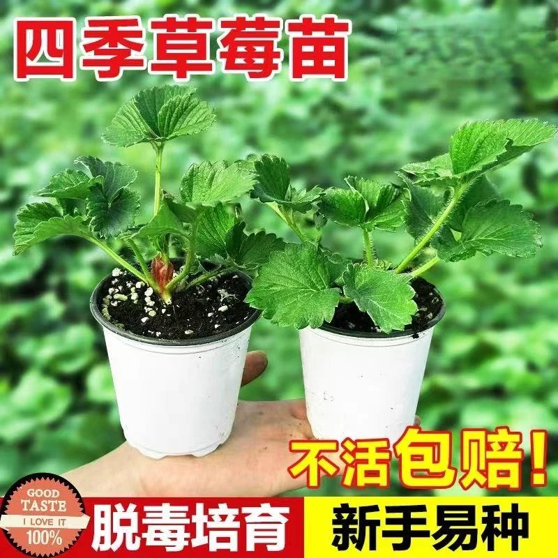 四季草莓苗盆栽大果食用奶油苗阳台庭院室内南方种植无籽当年结果