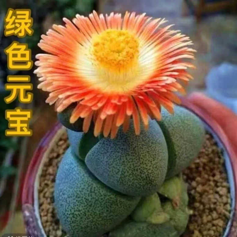 元宝绿帝玉绿元宝多肉植物一颗