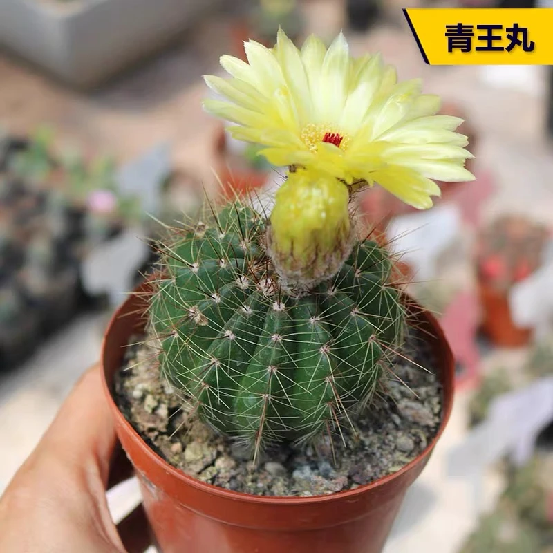 青王丸仙人球多肉植物 小号裸根一颗