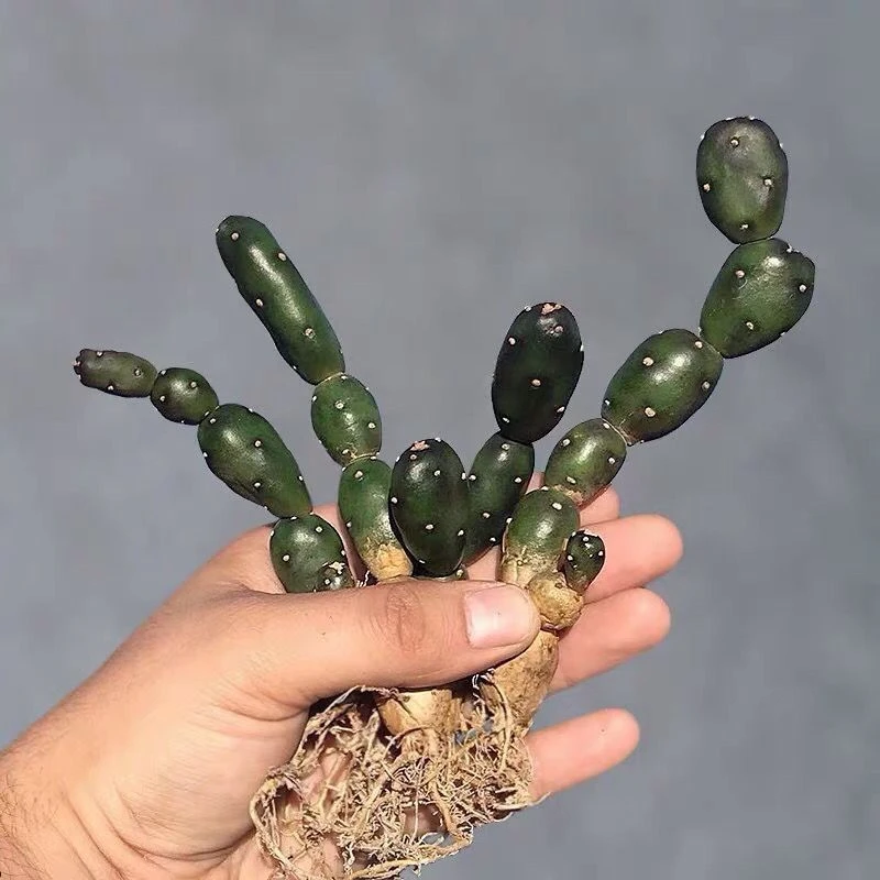 稀有贵货  小土人团扇仙人掌仙人球两节一颗《满18包邮》