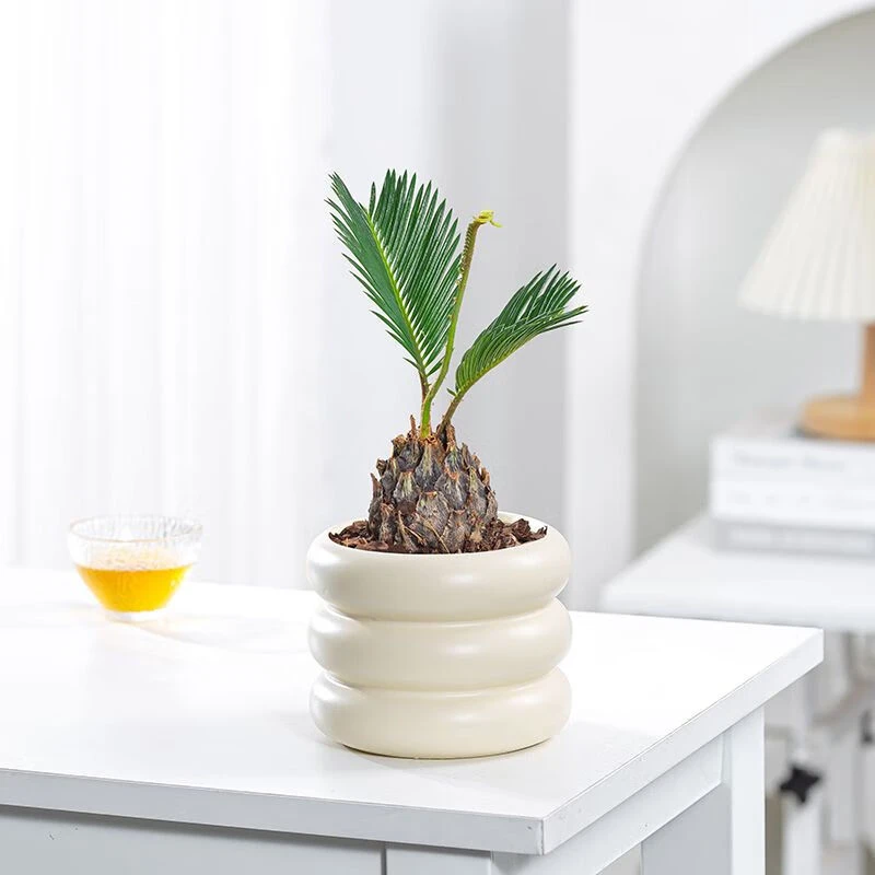 灵枫莱小盆栽办公室内桌面客厅好养活绿植工位奶油风高档轻奢植物