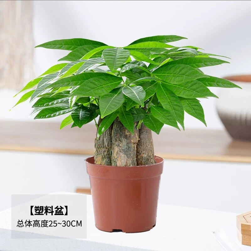 灵枫莱灵枫莱发财树三杆带盆栽好桌面绿植盆景 精品三杆发财树