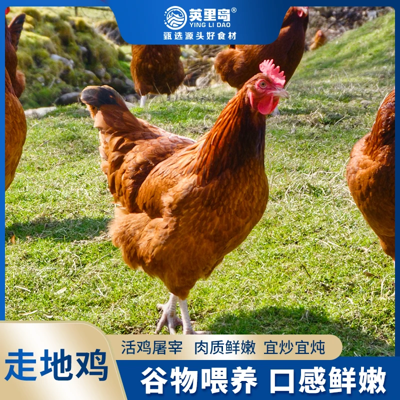 英里岛新鲜速冻谷物喂养走地鸡童子鸡700g*4只整只净膛鸡肉质味美