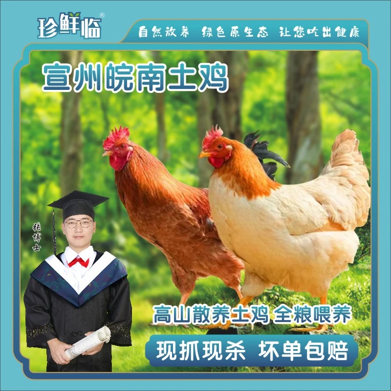 亿家鲜07~竹林放养两年黄油老母鸡
