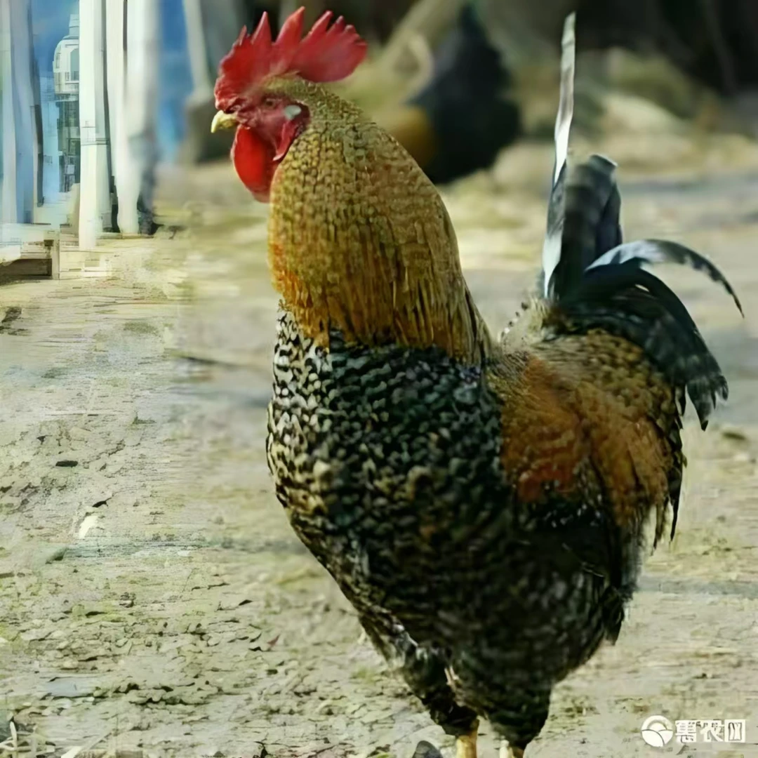 2只芦花鸡大公鸡~