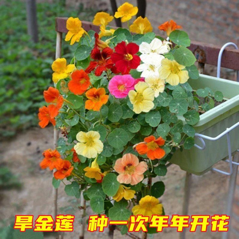 旱金莲花种子旱荷花草种子四季开花庭院室内室外阳台盆栽花卉种子
