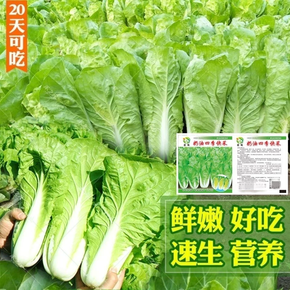 快菜种子20天四季速生耐寒耐热蔬菜种子大小白菜种子盆栽杂交种子