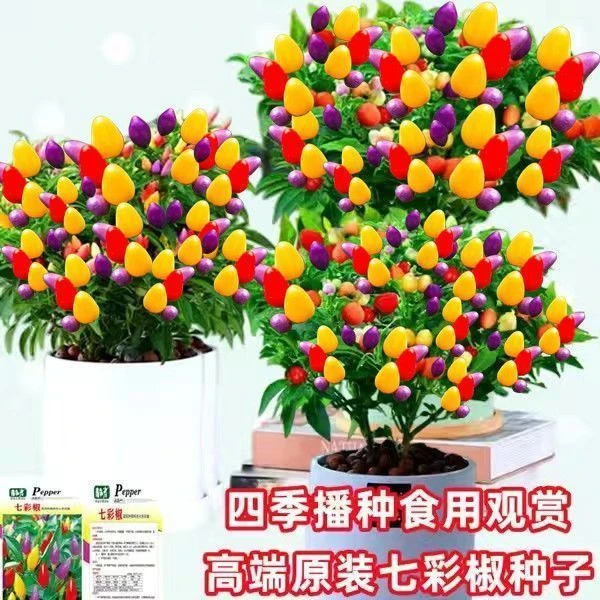 四季七彩椒辣椒种子香辣五彩椒可食用朝天椒七彩辣椒苗蔬菜种子籽