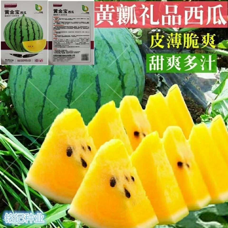 黄金宝西瓜种子早熟黄心薄皮超甜高产盆栽黄瓤型花皮农田西瓜种子