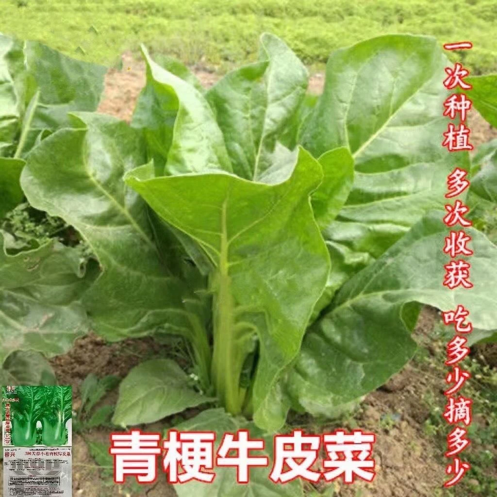 春不老青梗厚皮菜种子甜菜籽牛皮菜猪肚菜四季播易种蔬菜种子原装