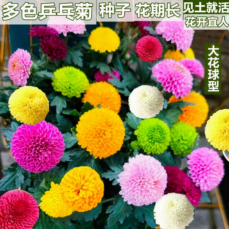 乒乓菊菊花种子花籽球行四季易种活室内外阳台鲜花盆栽种子