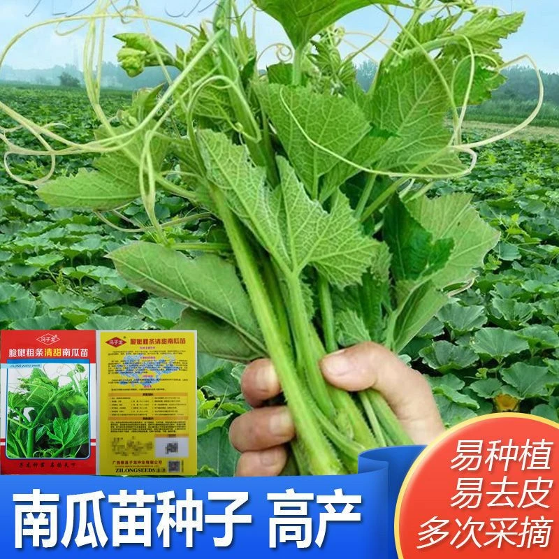 专吃南瓜藤的种子四季播种南瓜藤蔬菜种子专吃南瓜藤茎鲜嫩叶种子