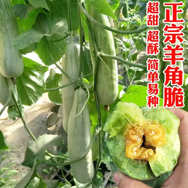 羊角蜜高产绿宝甜瓜种子香瓜羊角酥脆超甜春季四季水果蔬菜种子