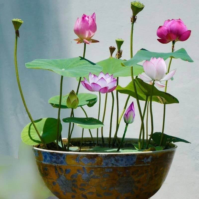 四季播种碗莲种子已开口水培植物睡莲荷花种子室内盆栽绿植花卉