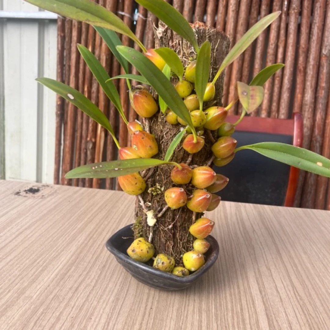 石斛寄生桩 (各品种)