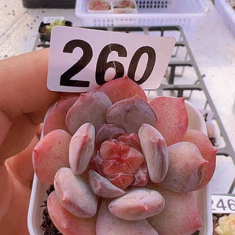 一物一拍30包邮6666