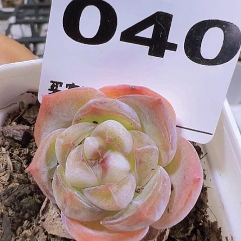 一物一拍30包邮6666