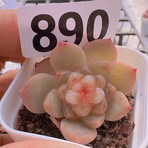 一物一拍30包邮6666