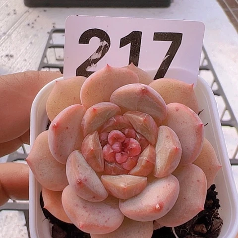 一物一拍30包邮6666