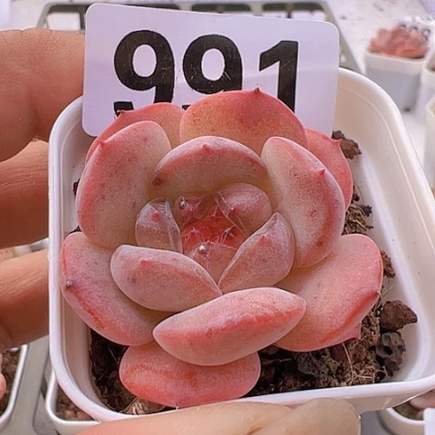 一物一拍30包邮6666