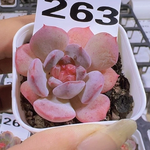 一物一拍30包邮6666