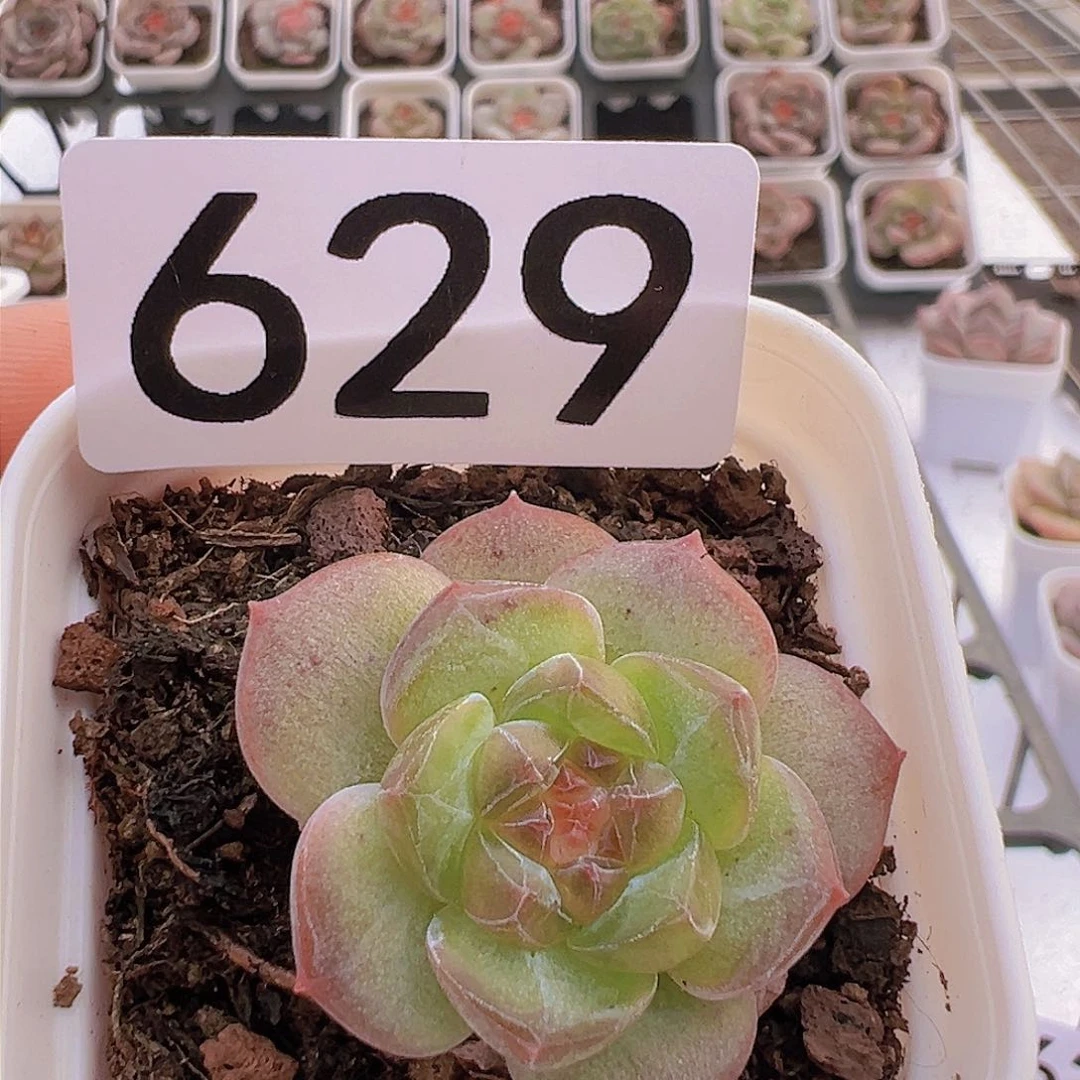 一物一拍30包邮6666