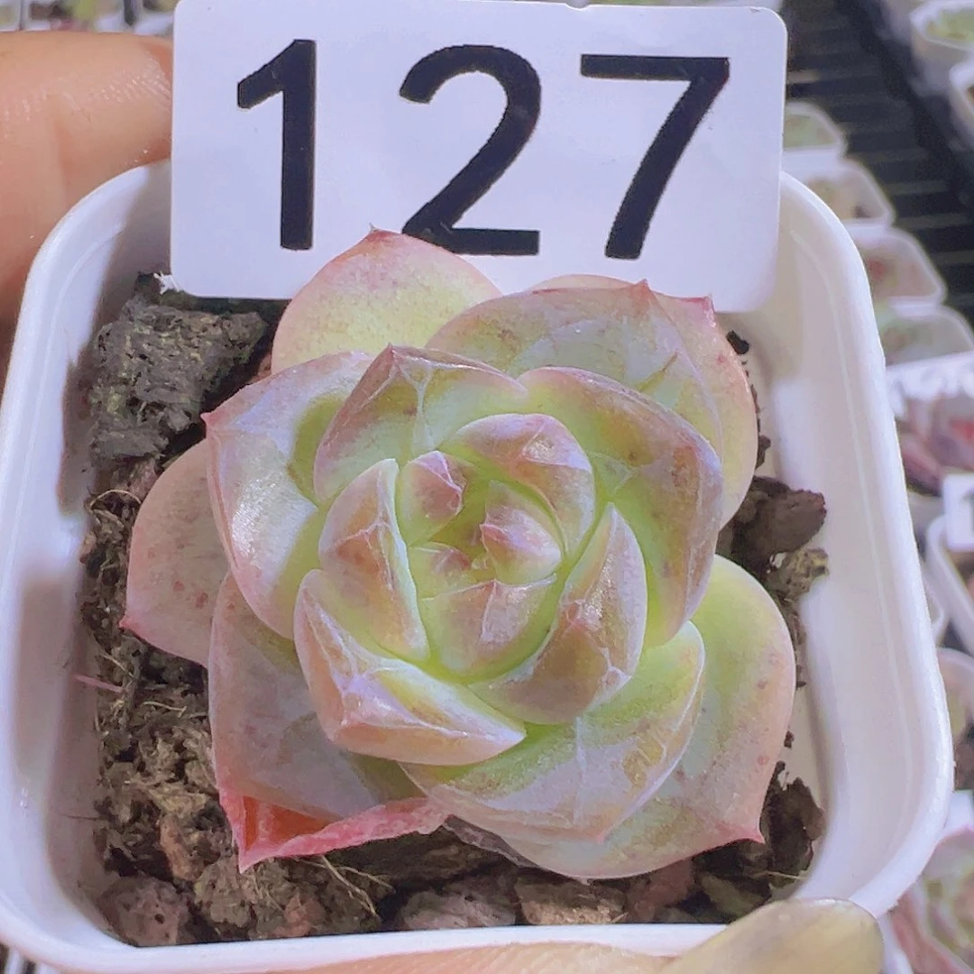 一物一拍30包邮66666