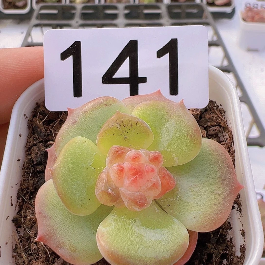 一物一拍30包邮6666