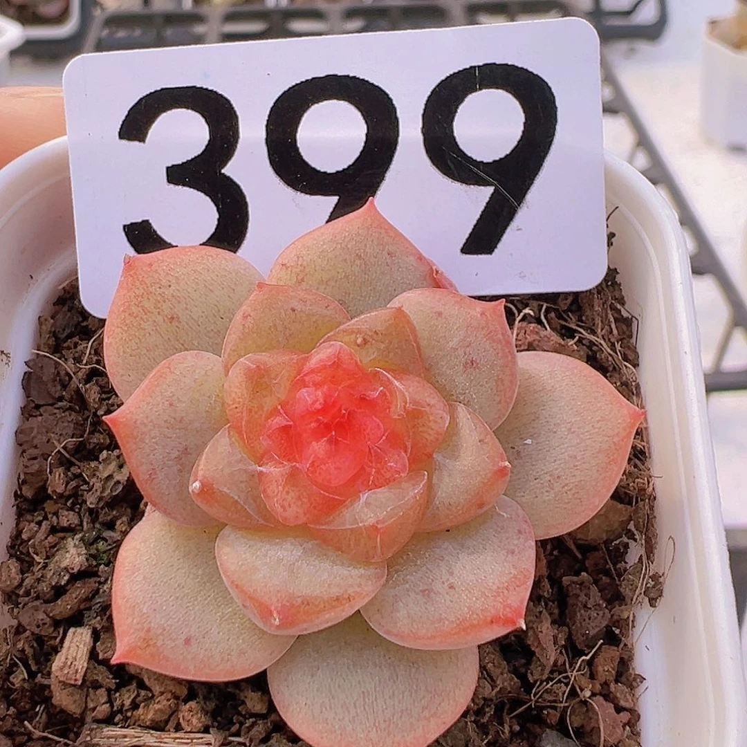 一物一拍30包邮6666