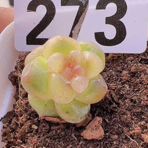 J*_一物一拍30包邮6666