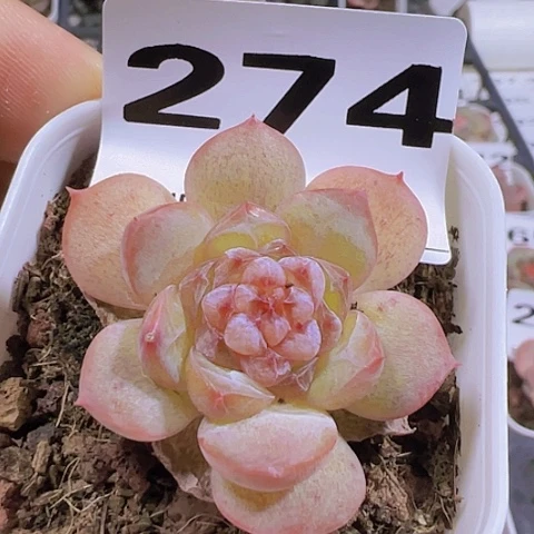 一物一拍30包邮6666