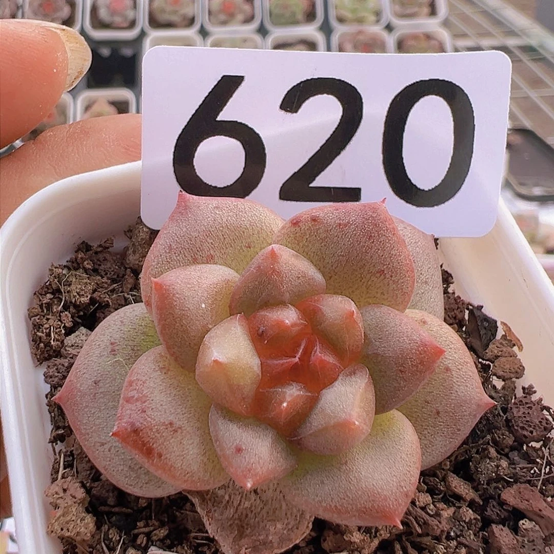 一物一拍30包邮6666