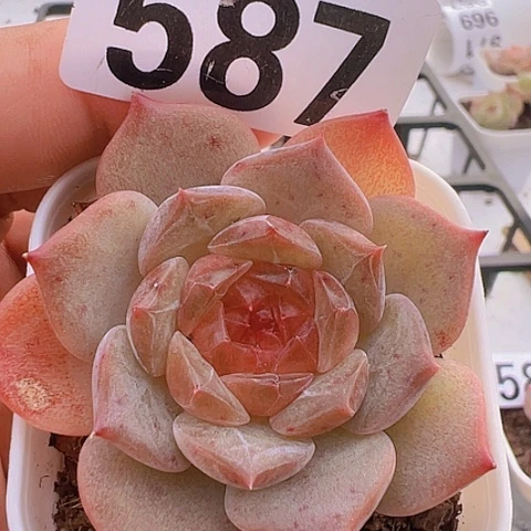 一物一拍30包邮6666