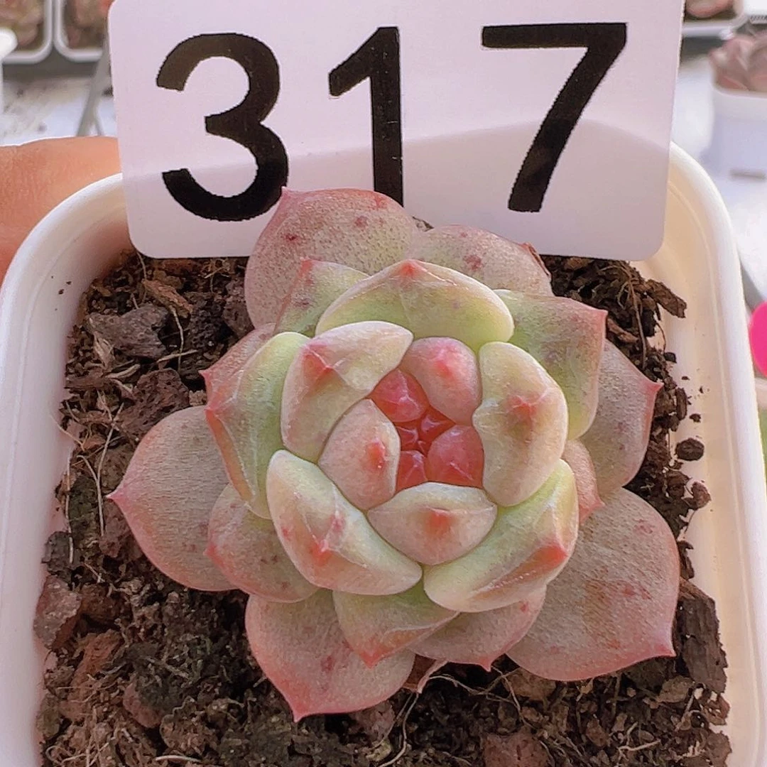 一物一拍30包邮6666