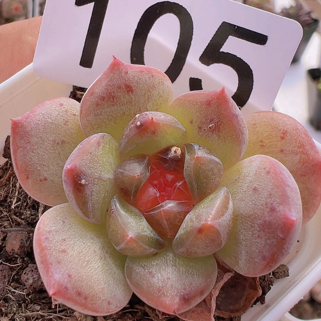 一物一拍30包邮6666