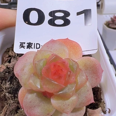 一物一拍30包邮66666