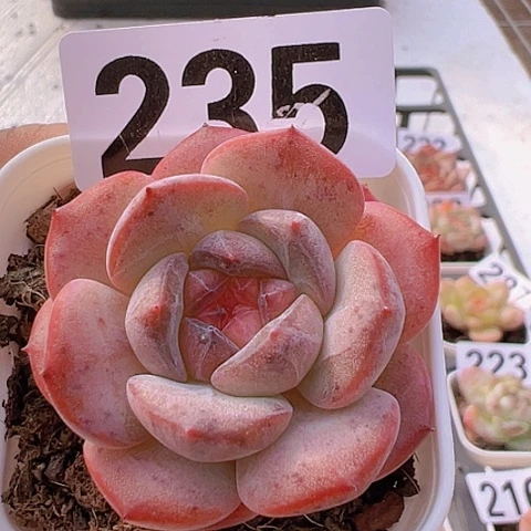 一物一拍30包邮6666