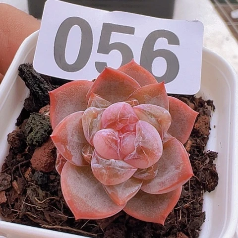 一物一拍30包邮6666