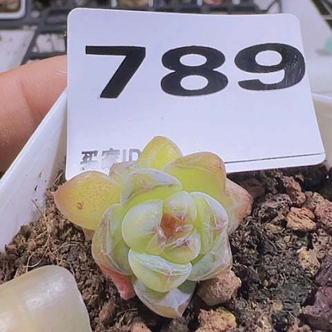 一物一拍30包邮6666