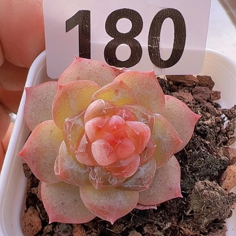 一物一拍30包邮6666