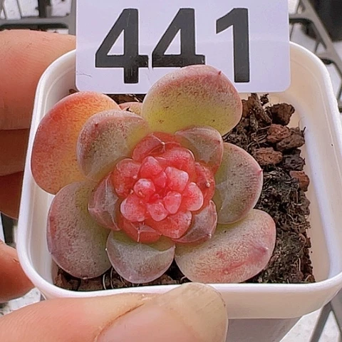 一物一拍30包邮6666