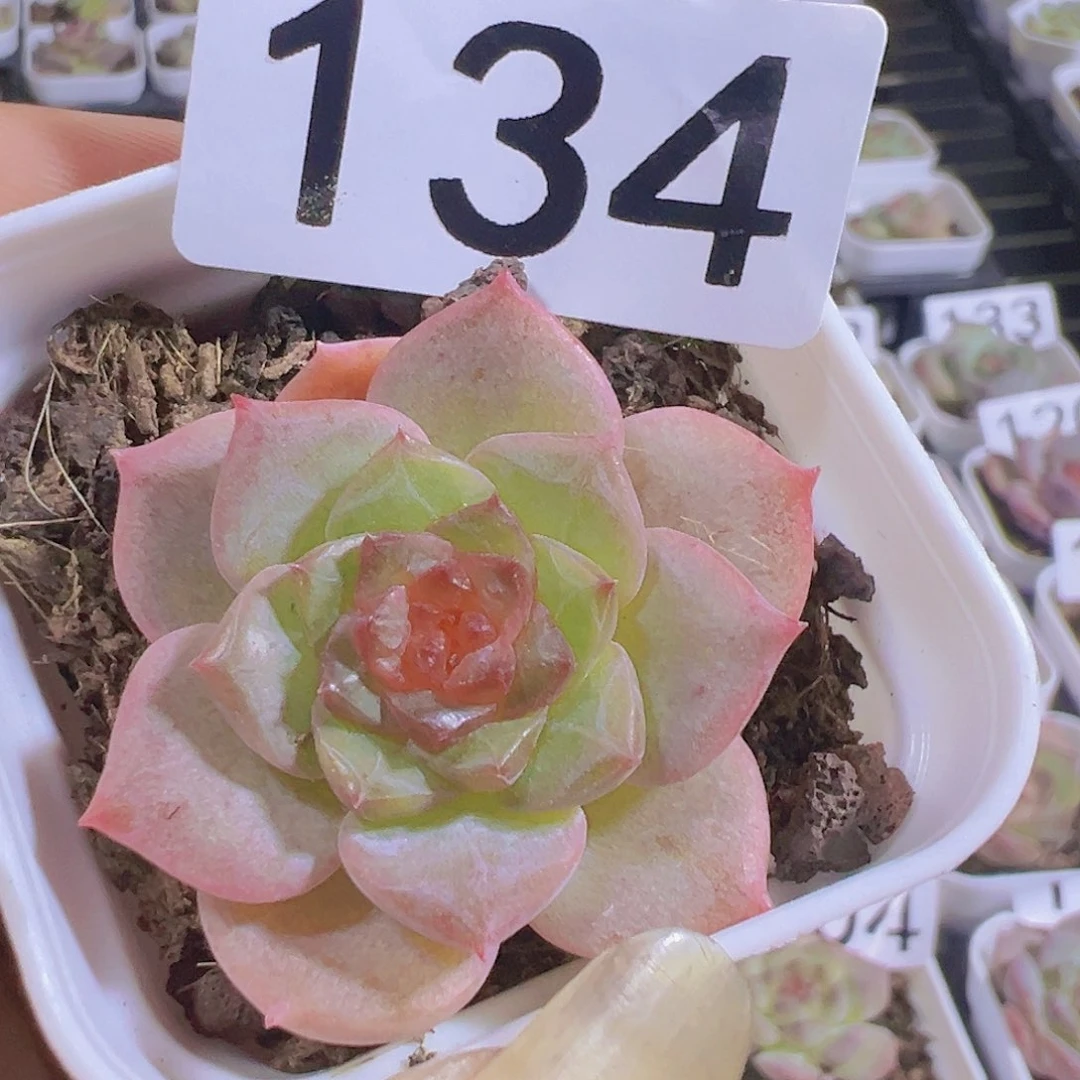 一物一拍30包邮66666