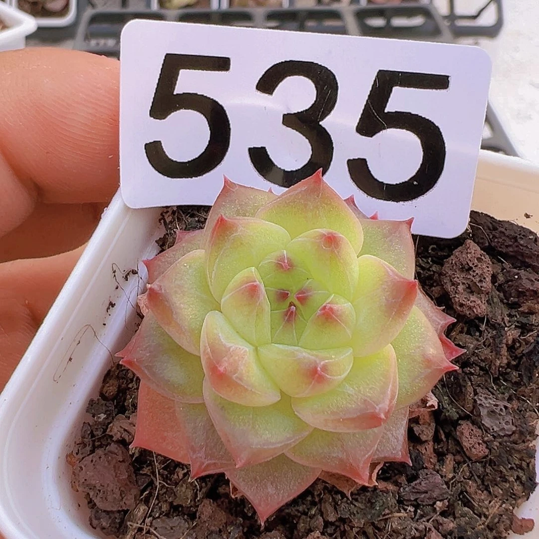 一物一拍30包邮6666