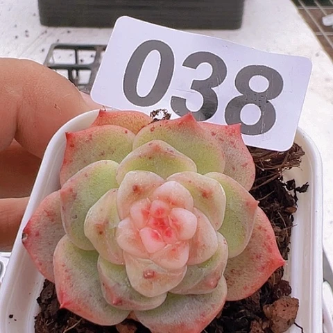 一物一拍30包邮6666