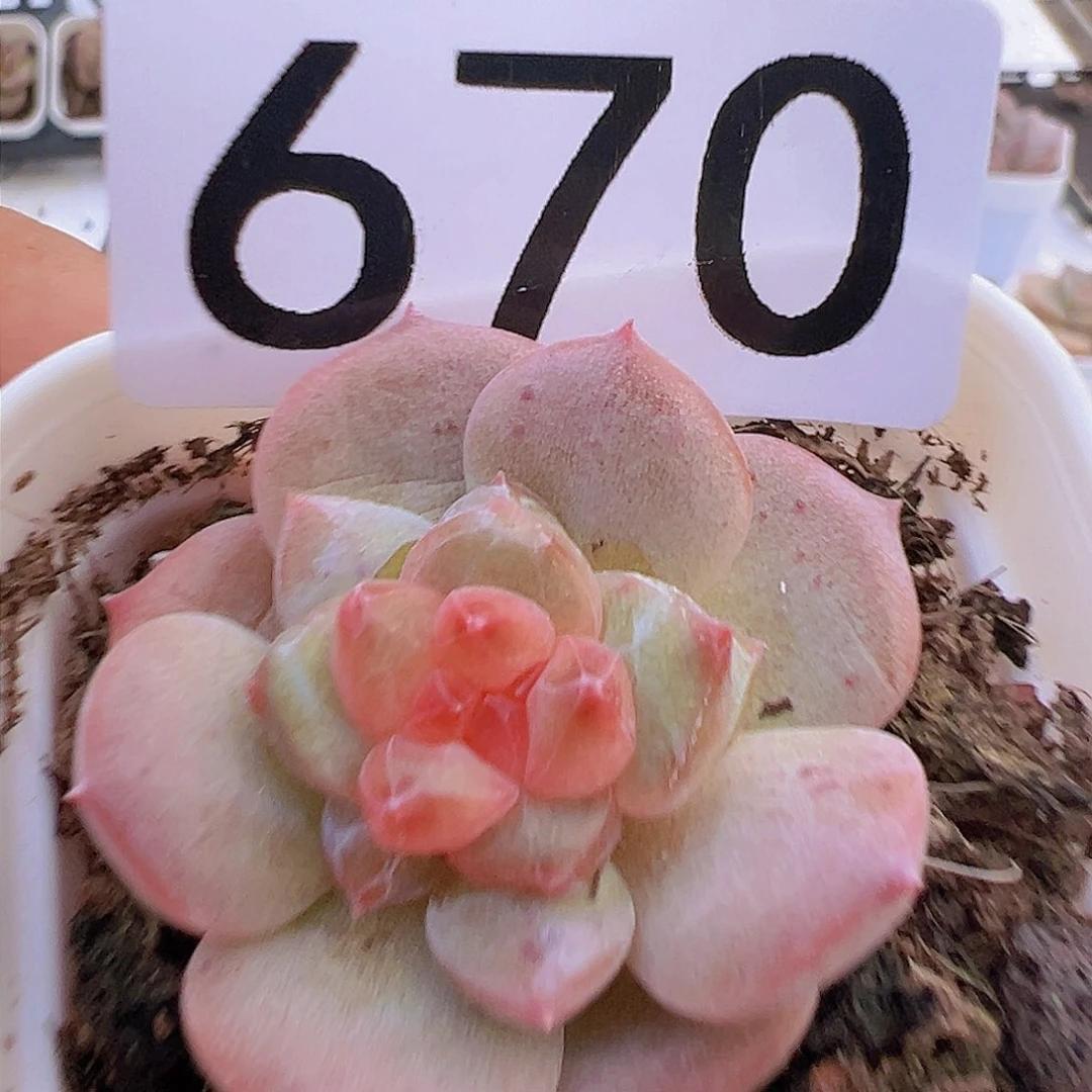 一物一拍30包邮666666