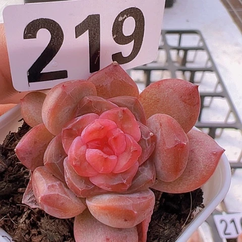 一物一拍30包邮6666