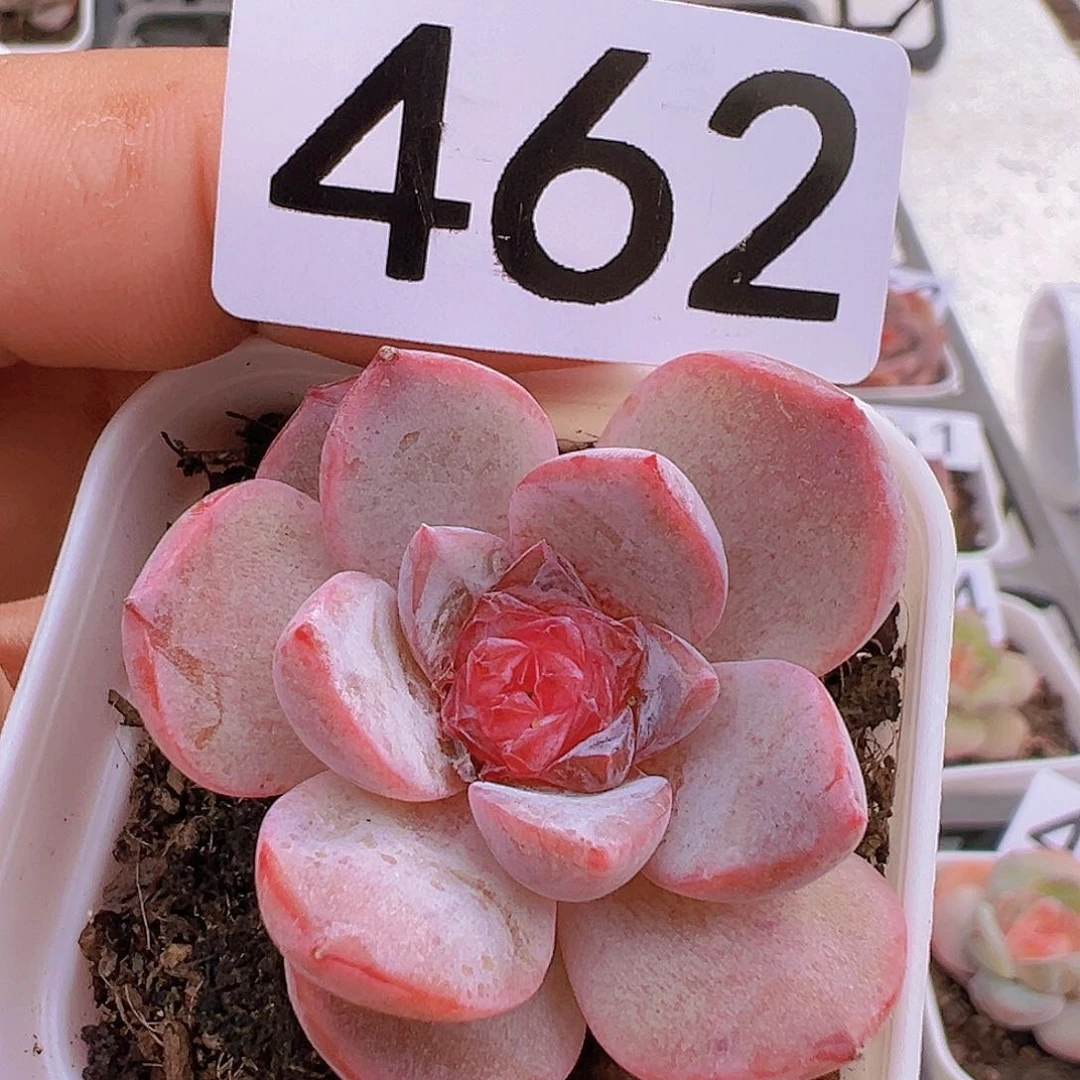 一物一拍30包邮6666