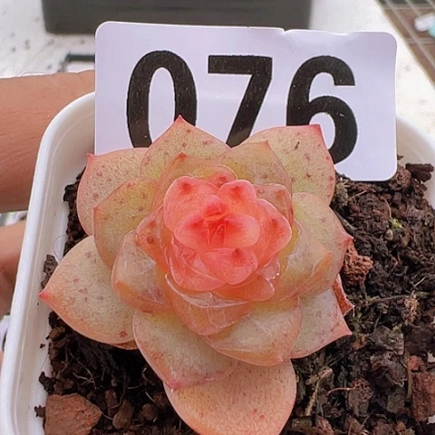 一物一拍30包邮6666