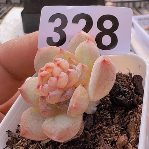 一物一拍30包邮6666