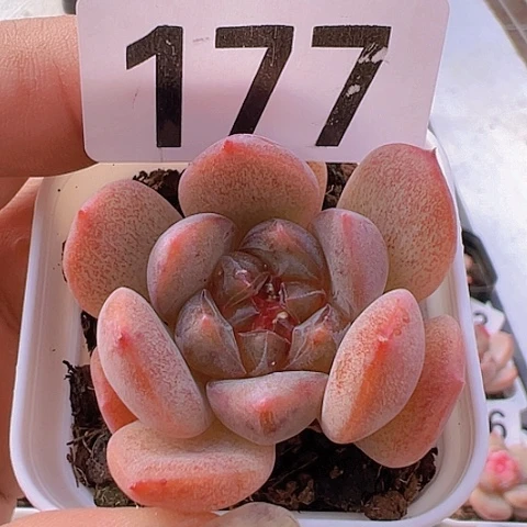 一物一拍30包邮6666